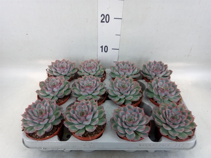 <h4>Echeveria  'Hercules'</h4>