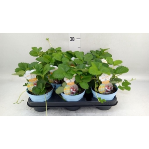 Fragaria   ...