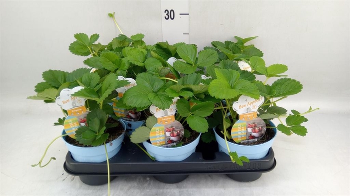 <h4>Fragaria   ...</h4>