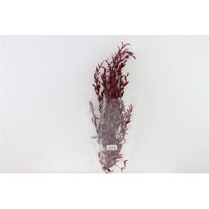 Pres Euca Parvifoglia Red 60gr Bunch