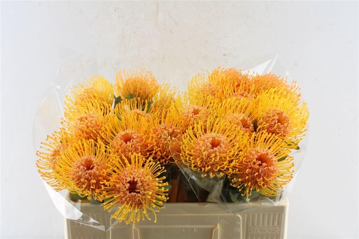 <h4>Leuco Co Soleil Xl</h4>