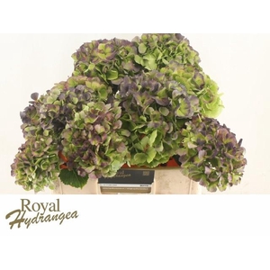 HYDR M CH VERE BL CL