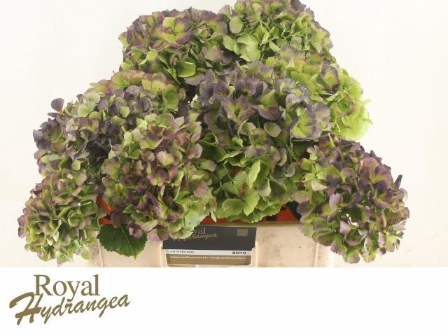 <h4>HYDR M CH VERE BL CL</h4>