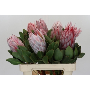 Protea Cynaroides