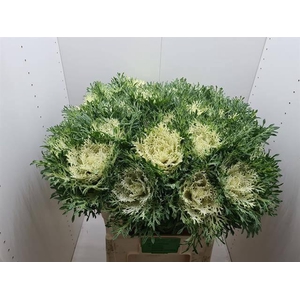 BRASS CRANE FEA SNOW