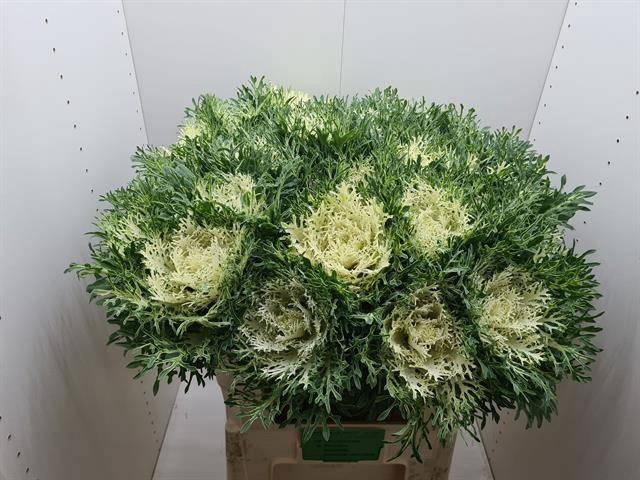 <h4>BRASS CRANE FEA SNOW</h4>