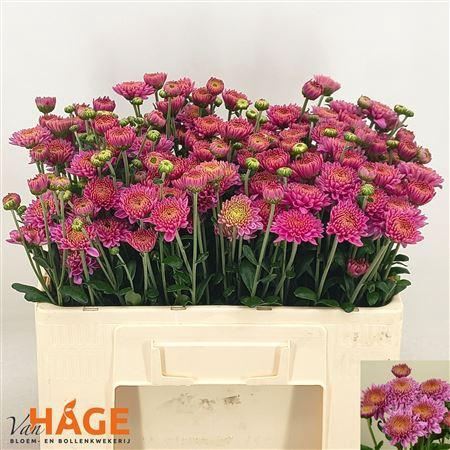 <h4>CHR T BLENDA PURPER</h4>