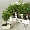 Bonsai Gem