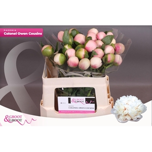 Paeonia Col Owen Cousin