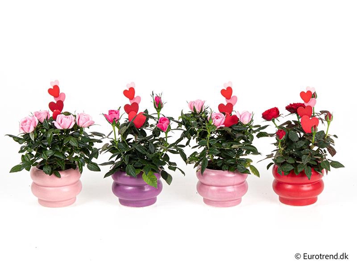 <h4>ROSA-HYBRID KUVERT</h4>