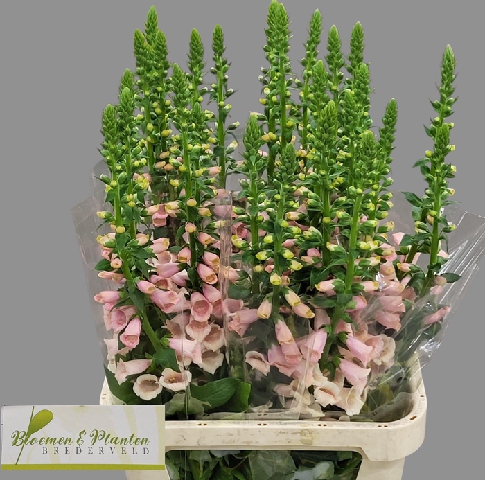 <h4>DIGI CAMELOT CREAM</h4>