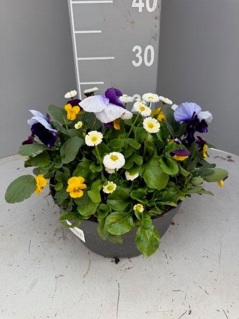 <h4>PERKPL GEM IN POT</h4>