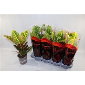 Croton 2 Soorten Mix Excellent En P