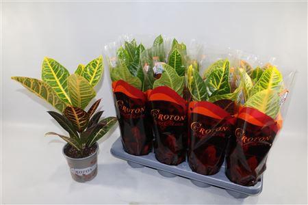 <h4>Croton 2 Soorten Mix Excellent En P</h4>