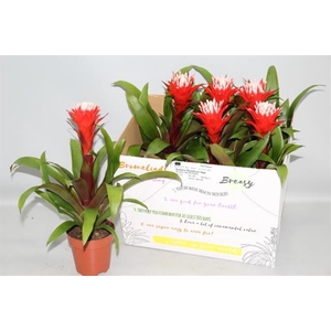 Guzmania Hope 12Ø 40cm