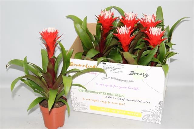 Guzmania Hope 12Ø 40cm