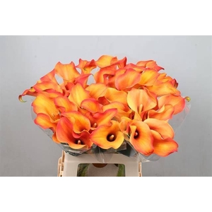 Calla Callista