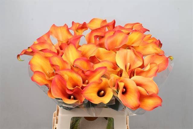 <h4>Calla Callista</h4>