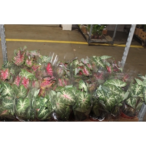 CALADIUM VARIADO P14