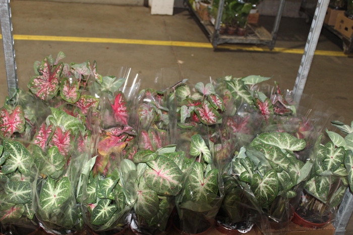 <h4>CALADIUM VARIADO P14</h4>