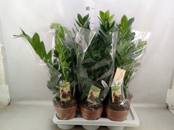 <h4>Zamioculcas zamiifolia</h4>