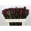 Leucadendron Saf Sunset Dark R.