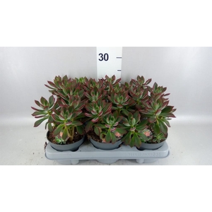Echeveria pulvinata 'Devotion'