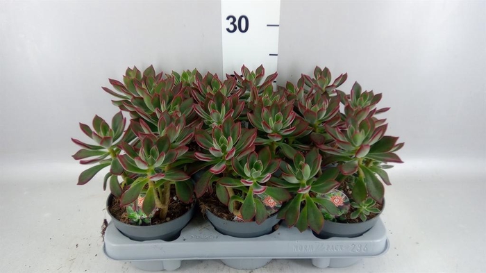 <h4>Echeveria pulvinata 'Devotion'</h4>