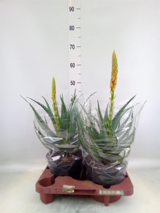 <h4>Aloe arborescens</h4>