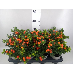 Solanum pseudocapsicum 'Bartoli'