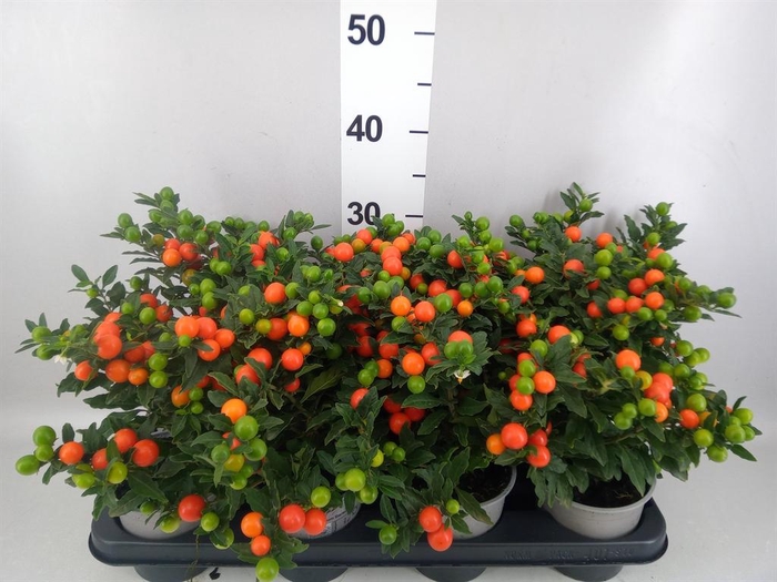 <h4>Solanum pseudocapsicum 'Bartoli'</h4>
