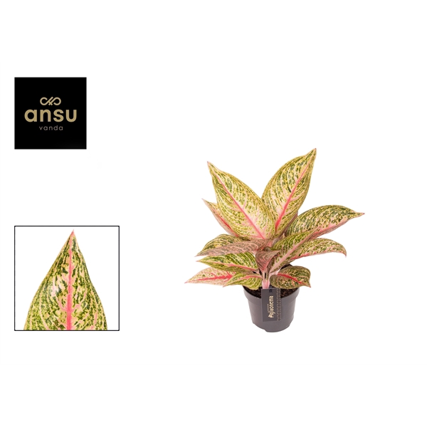 <h4>Aglaonema Romance Red</h4>