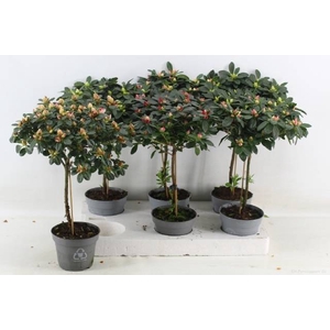 Azalia Stam gem 13Ø 45cm 30Ø