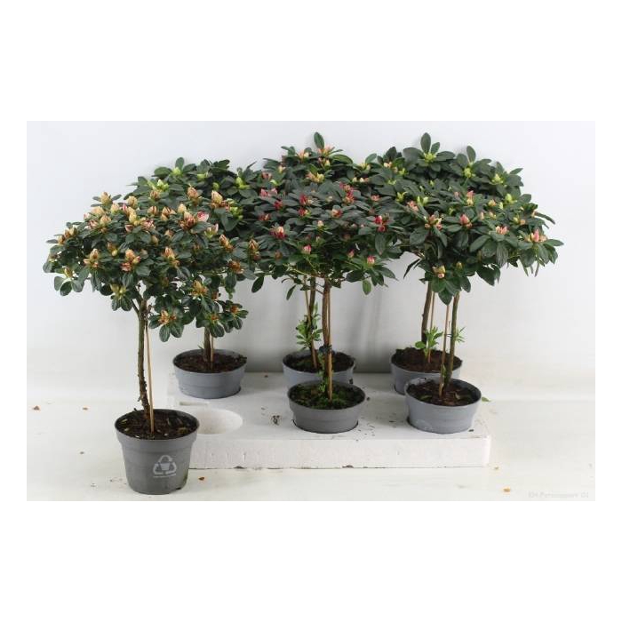 <h4>Azalia Stam gem 13Ø 45cm 30Ø</h4>