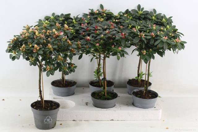 Azalia Stam gem 13Ø 45cm 30Ø