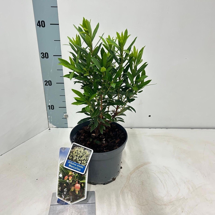 <h4>Arbutus unedo</h4>