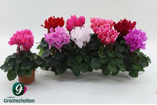 <h4>CYCL MD SUP MACRO</h4>