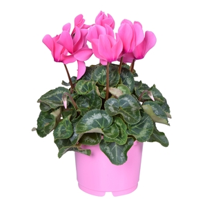 Cyclamen Super Serie Allure in Ton sur Ton kweekpot roze