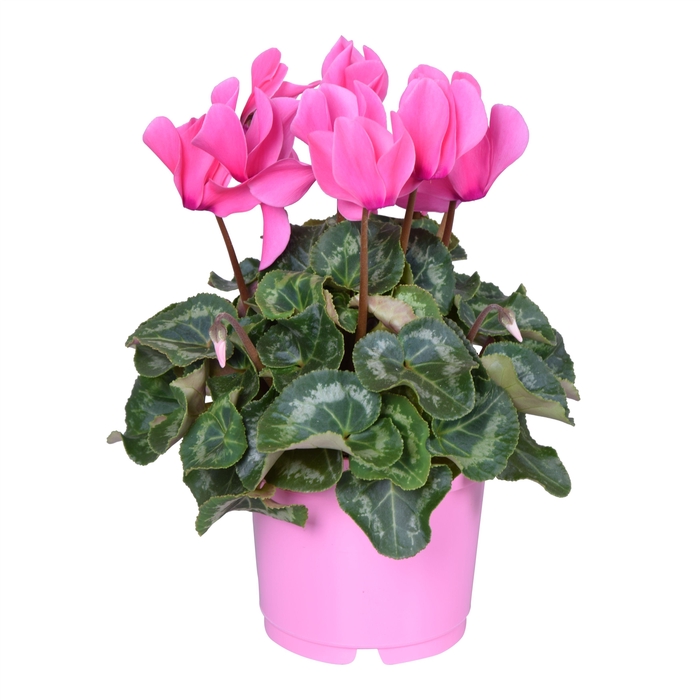 <h4>Cyclamen Super Serie Allure in Ton sur Ton kweekpot roze</h4>