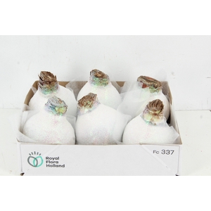 BOL HIPP WAX WHITE+GLITTER