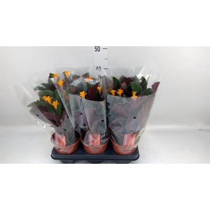 Calathea crocata