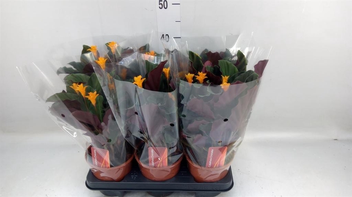 <h4>Calathea crocata</h4>