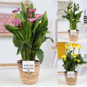 Zantedeschia mix in P&PURE Basket 6