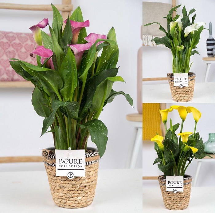<h4>Zantedeschia mix in P&PURE Basket 6</h4>