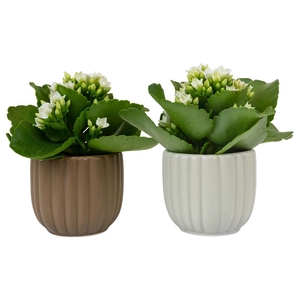 KALANCHOE BLOSSF P6  FLOW