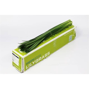 LILY GRASS
