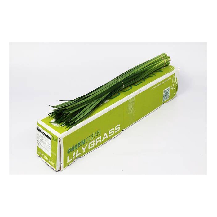 <h4>LILY GRASS</h4>