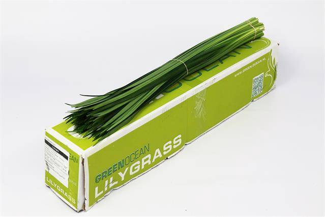 <h4>LILY GRASS</h4>