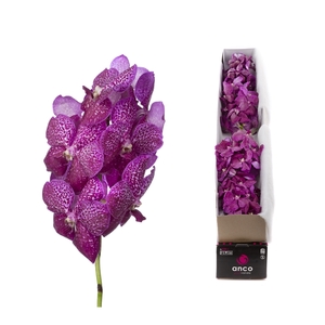 Vanda Magenta Glitter X4