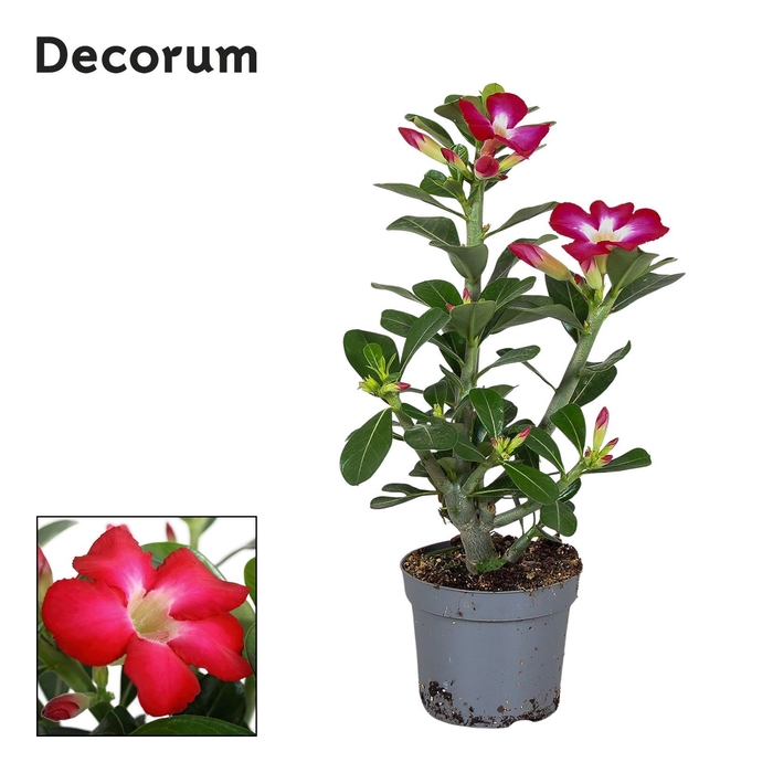 <h4>Adenium Obesum Rood 13cm Decorum</h4>